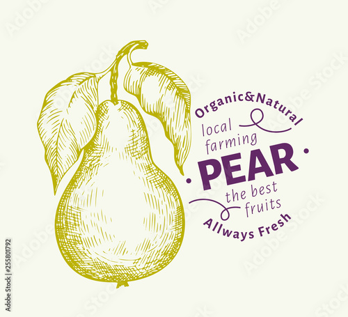 Pear with leaves. Hand drawn vector garden fruit illustration. Engraved style fruit. Retro botanical illustration.