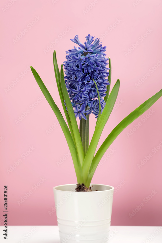 Beautiful spring hyacinth flower on color background