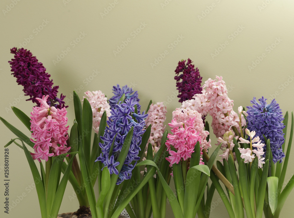 Fototapeta premium Beautiful spring hyacinth flowers on color background