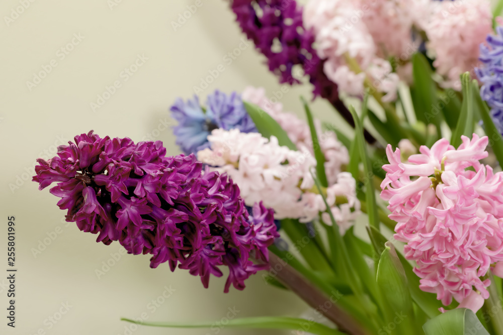 Beautiful spring hyacinth flowers on color background, closeup