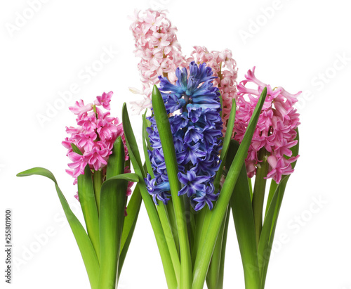 Beautiful spring hyacinth flowers isolated on white