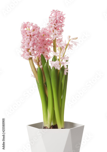 Beautiful spring hyacinth flowers isolated on white