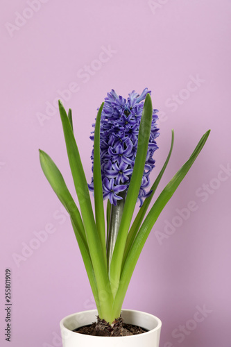 Beautiful spring hyacinth flower on color background