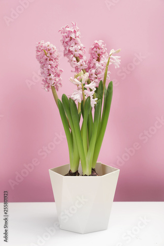 Beautiful spring hyacinth flowers on table against color background