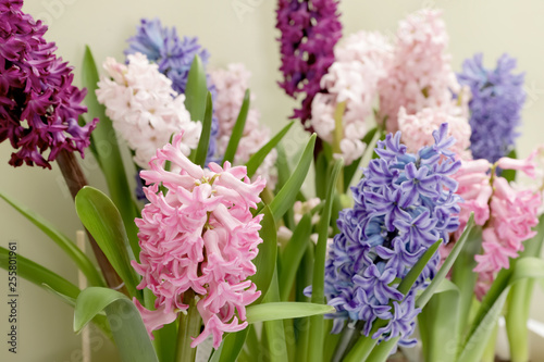 Beautiful spring hyacinth flowers with green leaves  closeup