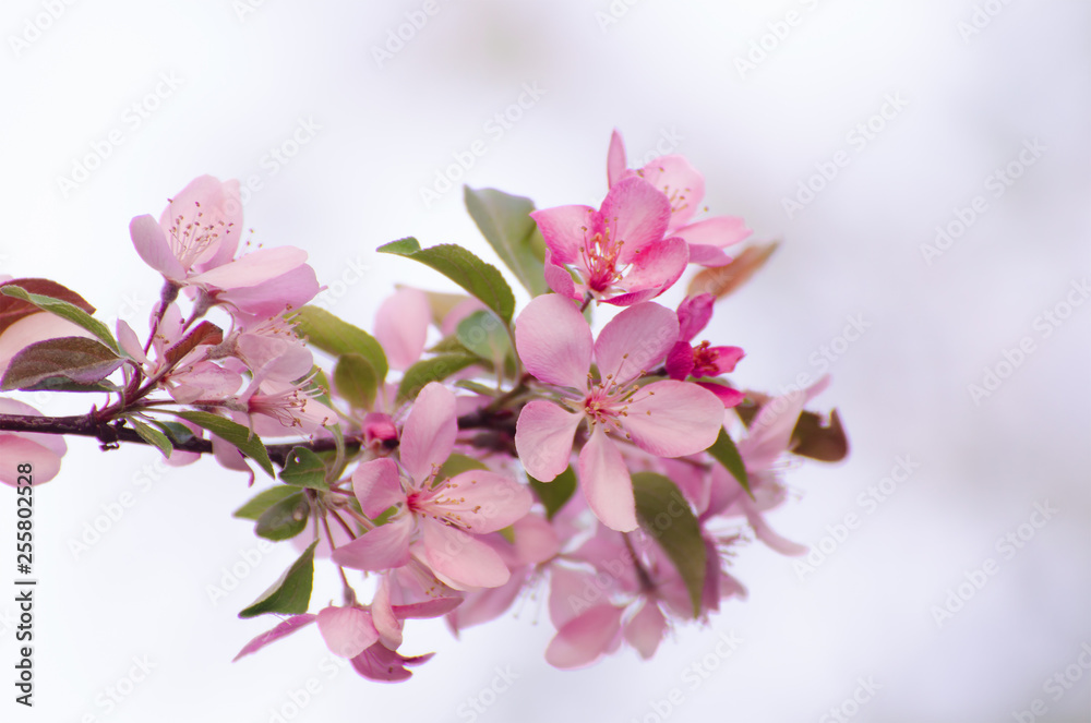 Floral background with beautiful red apple tree blossoming against blurred backdrop.