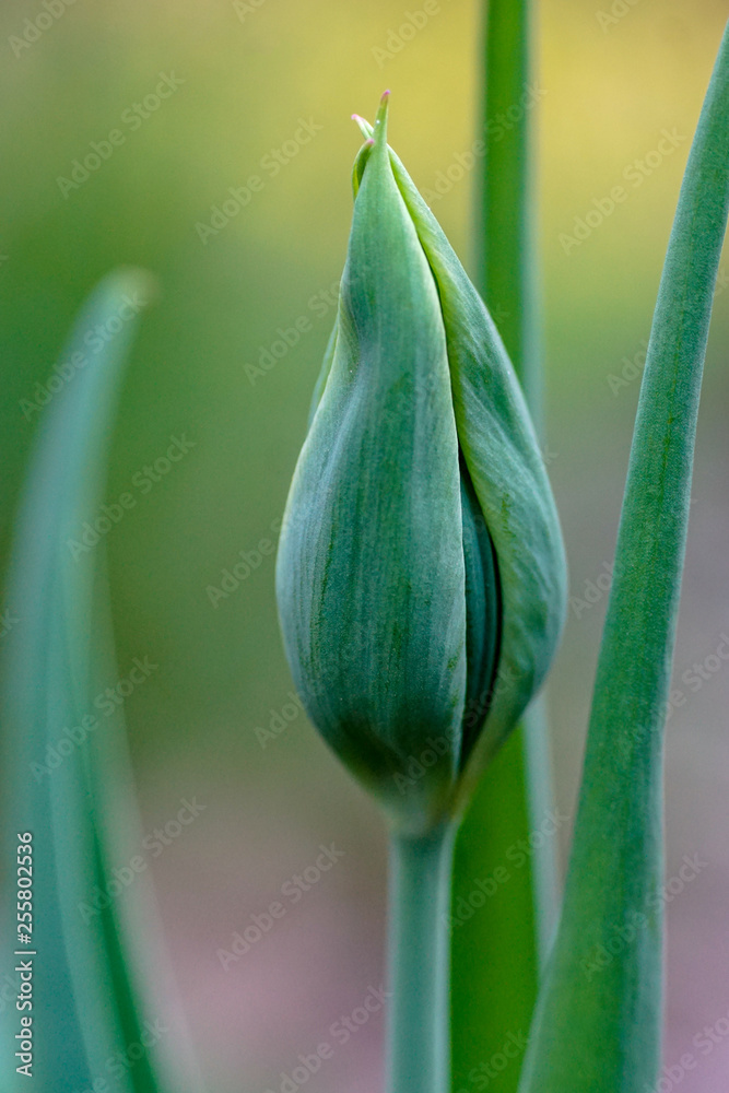 Obraz premium Makroaufnahme einer Knospe einer grünen Tulpe mit Bokeh Hintergrund