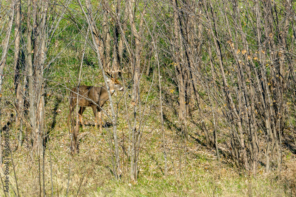 Deer Visiting Backyard Green Field in Residential Area
