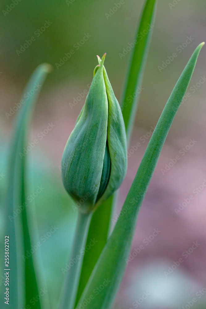 Obraz premium Makroaufnahme einer Knospe einer grünen Tulpe mit Bokeh Hintergrund