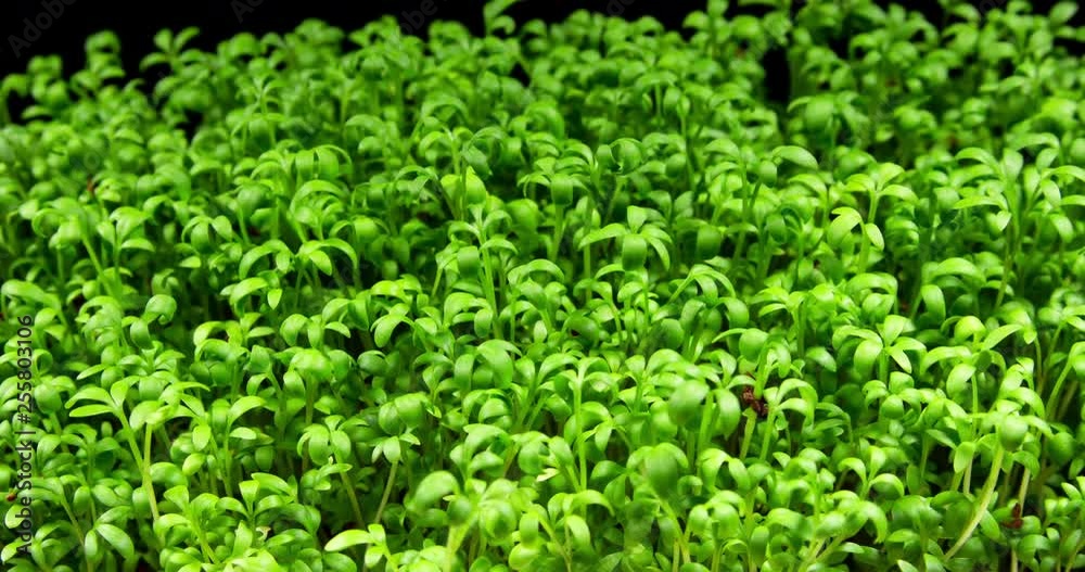 Cress salad sprouts growing in time lapse. Microgreens seedling Cress salad sprouts growing in time lapse. Microgreens seedling