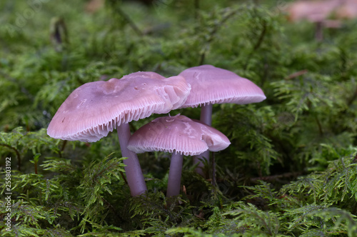 Mycena pura, commonly known as the lilac bonnet. Moss spruce forest. Natural environment.