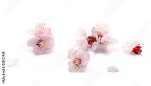 Blooming spring flowers isolated on white background 