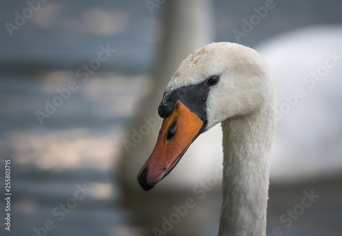 Schwankopf im Vordergrund als Portrait