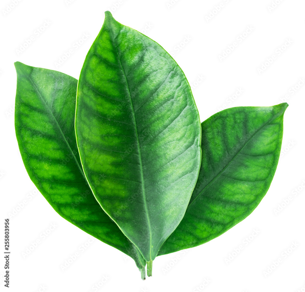 Obraz premium Cocoa leaves on a white background. Clipping path.