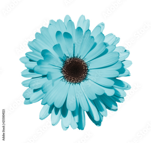 Blue daisy or chamomile isolated on white background.