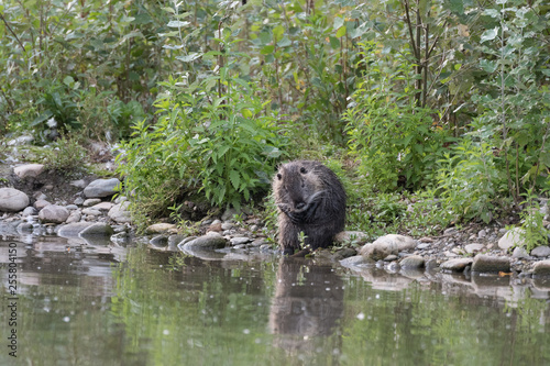 Nutria putzt sich am Ufer eines Teiches