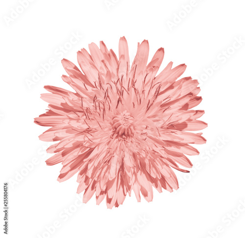 Dandelion flower isolated on white background.