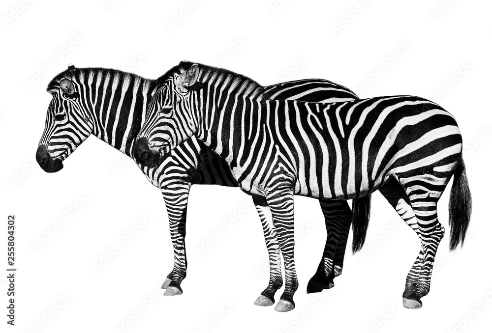 Fototapeta premium Young beautiful zebras isolated on white background.