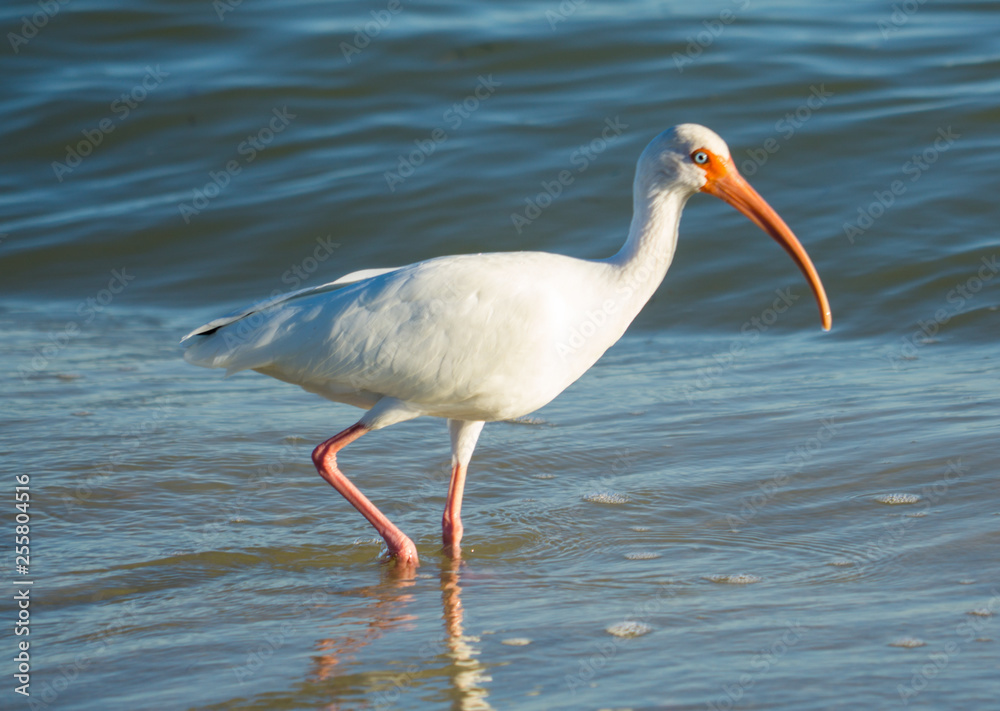 Obraz premium White Ibis