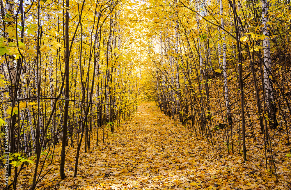 Obraz premium Autumn in the forest