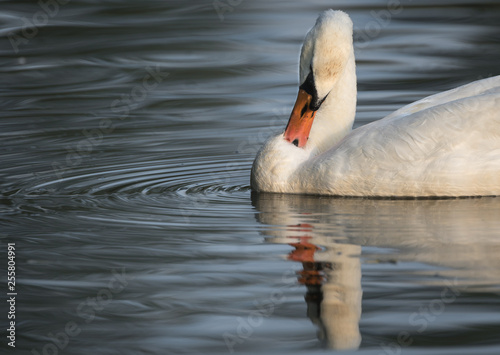 Schwan spiegelt sich im Wasser, es sind auch Kreise im Wasser zu sehen