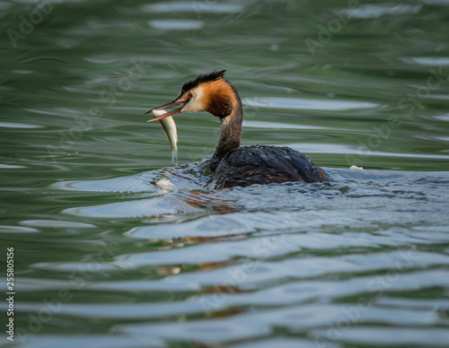 Haubentaucher mit einem Fisch im Schnabel im Wasser nach einem Tauchgang