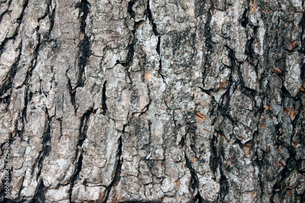 Old natural wooden shabby background close up, old wood background, texture of bark wood use as natural background Old natural wooden shabby background close up, old wood background, texture of bark wood use as natural background