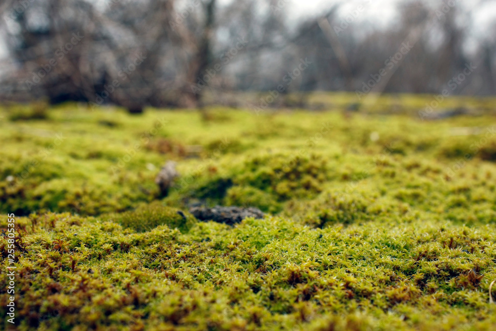 Green, yellow moss with flowers on the foundation, stone. Mocha texture Green, yellow moss with flowers on the foundation, stone. Mocha texture