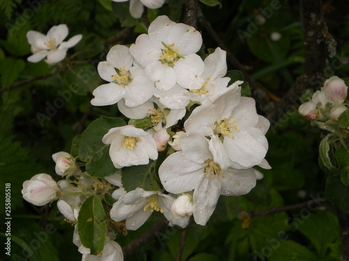 beautiful flowers of apple, inflorescences of white flowers © Oleksii