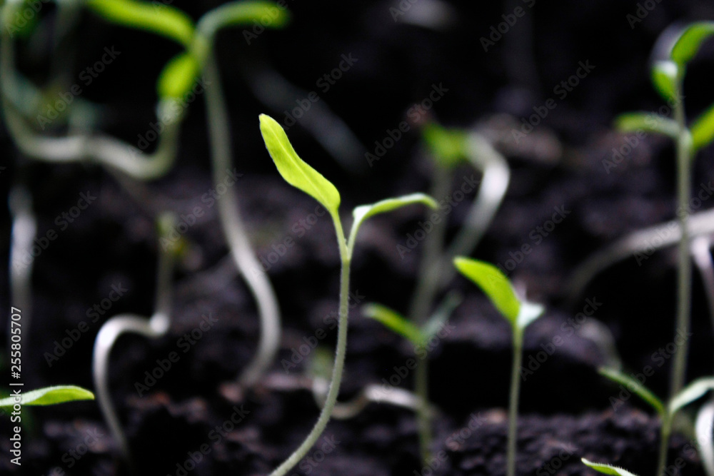 Pepper Seedlings, young foliage of pepper, Spring seedlings. Sprouts pepper. Pepper Seedlings, young foliage of pepper, Spring seedlings. Sprouts pepper.
