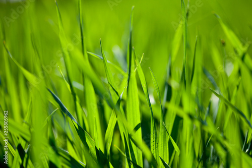 Field of green grass
