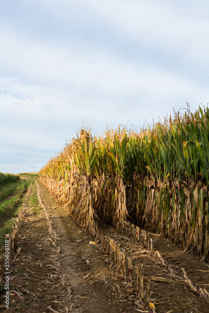 Half way harvesting a corn field in autumn 1