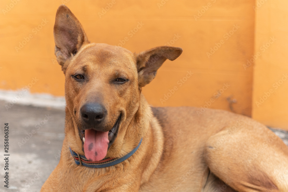 Dogs are tired and the tongue hanging because of the hot weather. Dogs are tired and the tongue hanging because of the hot weather.