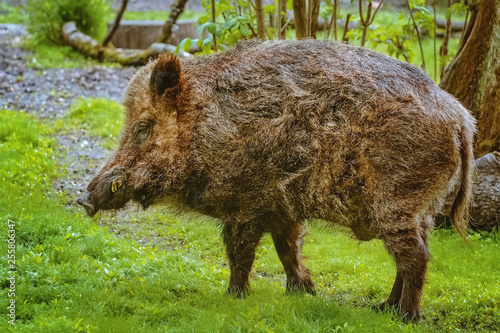 Wild boar on the lawn