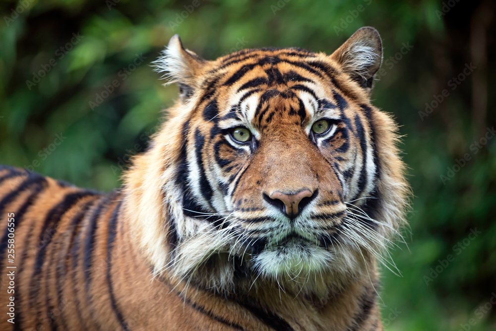 beautiful tiger on green natural background