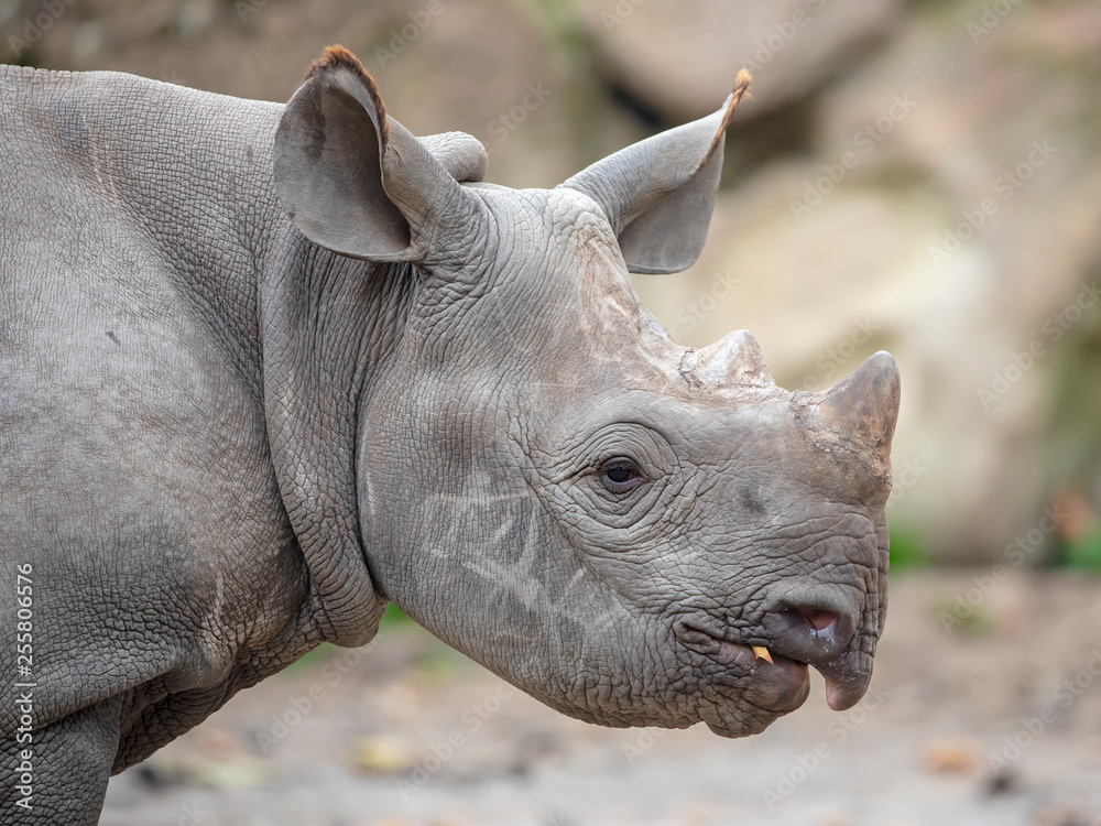 Obraz premium Portrait of grey Rhino youngster, close up
