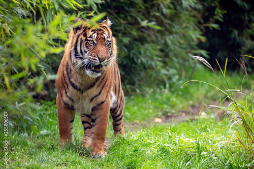 Fototapeta Naklejka Na Ścianę i Meble -  beautiful tiger on green natural background