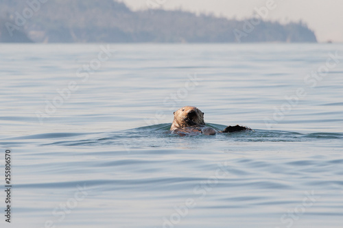 Sea otter with fish eating