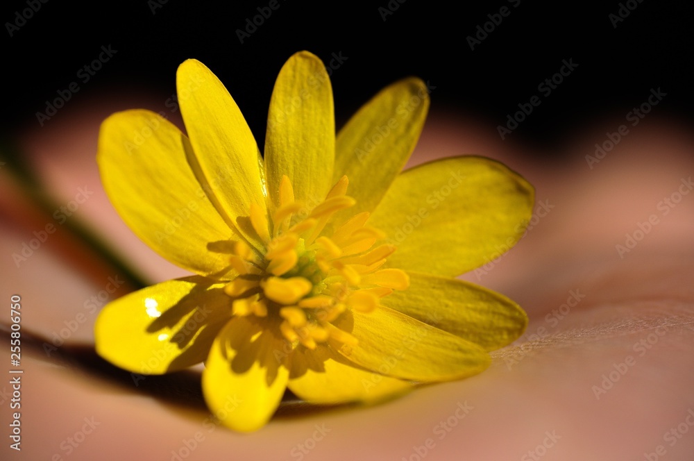 Obraz premium closeup of yellow flower