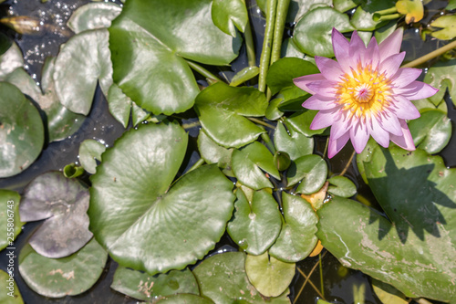 Top view beautiful lotus flower in pond. Water lily floating above in water. © lllonajalll