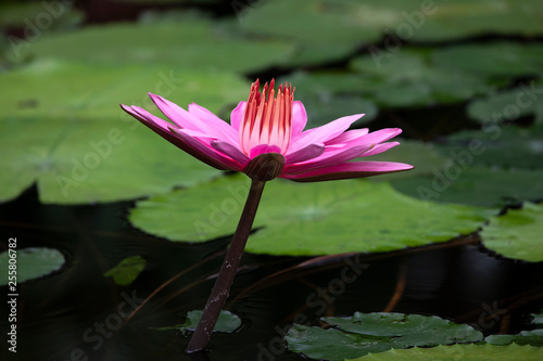 close-up view of beautiful blooming pink water lily in pond