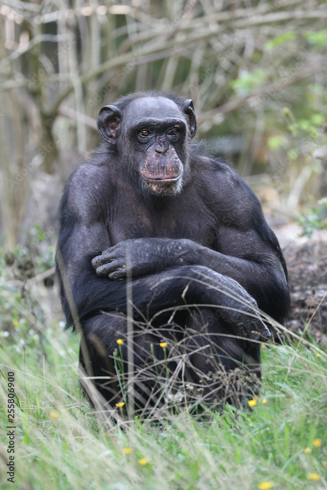 Cute Chimpanzee sitting on green grass in nature Cute Chimpanzee sitting on green grass in nature