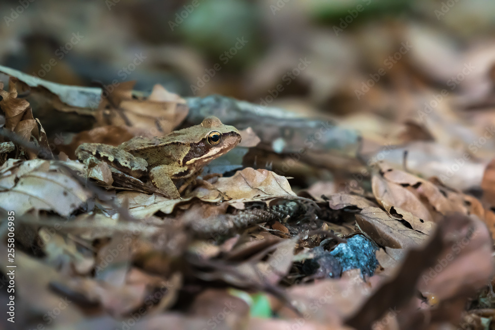 frog in leaves frog in leaves