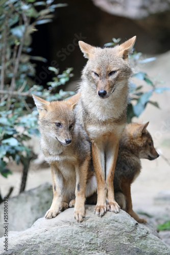 Cute family of Golden jackal foxes in natural habitat