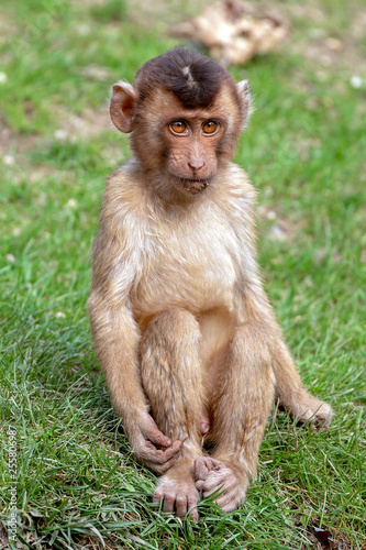 Southern pig-tailed macaque sitting on green grass