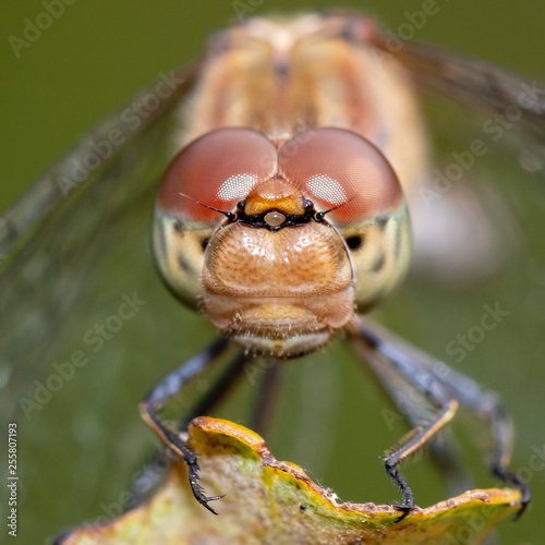 SYMPETRUM SANGUINEUM dragonfly, close up