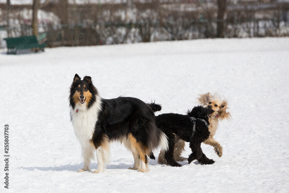 Tricolour black colley standing calmly while two dogs roughhouse next to it in a dog park covered in snow