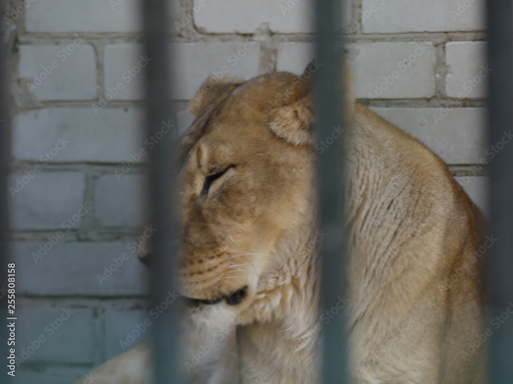 Naklejka premium portrait of a lion