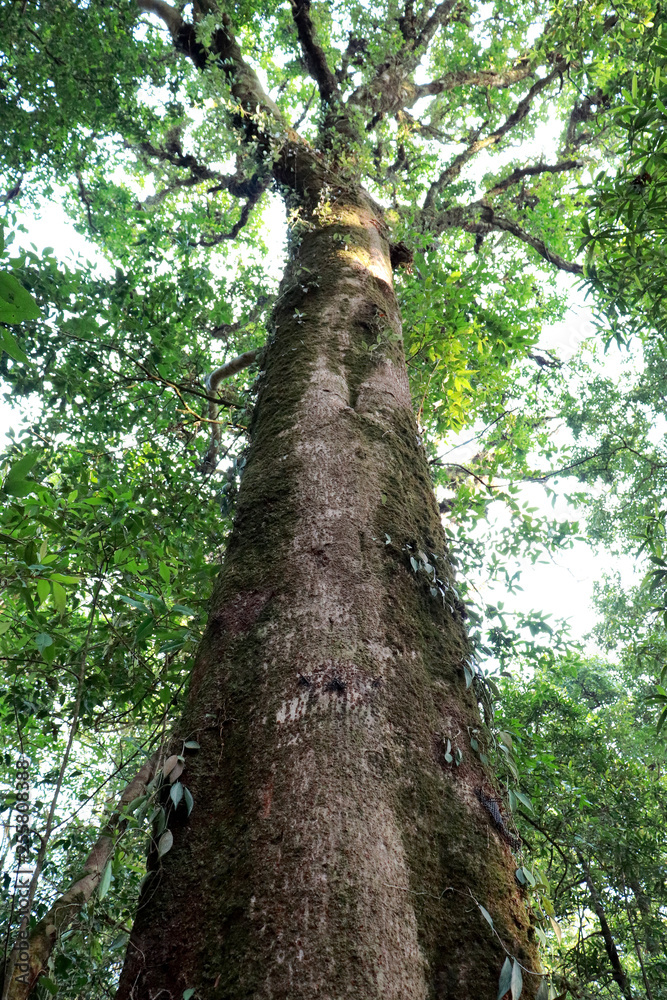Fototapeta premium Tree and forests image background.