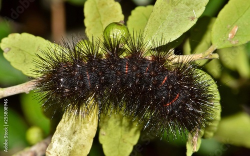 Leopard Moth Caterpillar (Hypercompe scribonia) Woolly Bear woollybear insect nature Springtime pest control leaves dorsal. photo